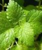 Sell Lemon Balm Extract/ Melissa Officinalis /Rosmarinic Acid